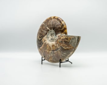 Polished Ammonite Fossil