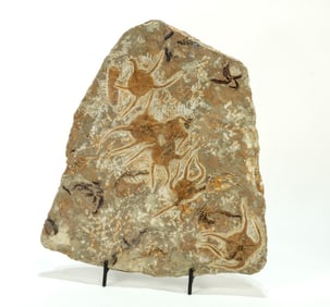 Moroccan Jurassic Six Starfish Fossil