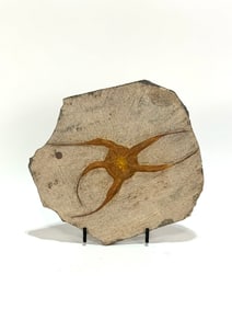 Moroccan Jurassic Starfish Fossil