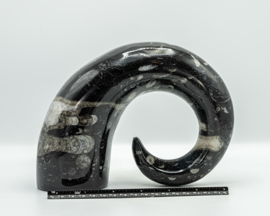 Carved Moroccan Orthoceras Fossil Horn: Carved orthoceras fossil horn from Morocco. 5.5" x 7.5" x 3". 4 pounds, 11 ounces.