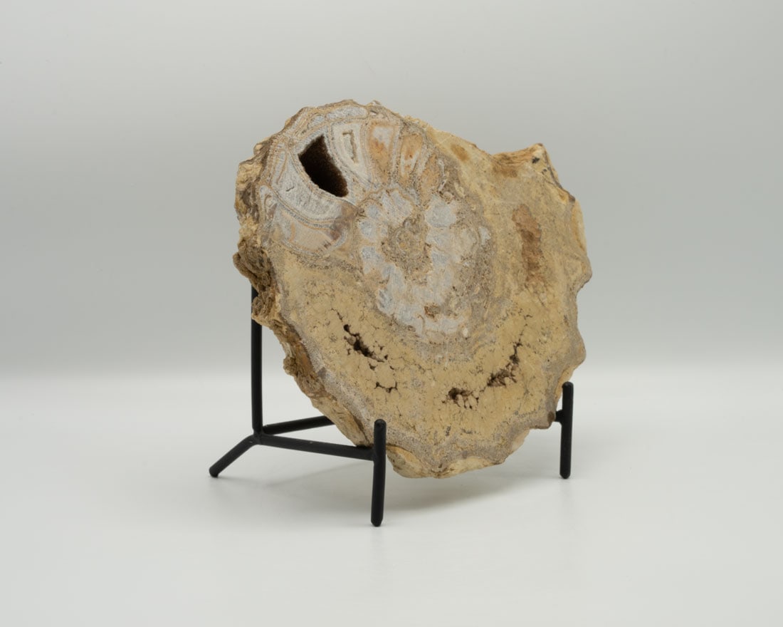 Unpolished Texas Ammonite Fossil: Unpolished Texas ammonnite fossil. 6.25" x 7" x 1.5". 2 pounds, 9 ounces.