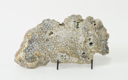 Polished Coral Fossil Slab