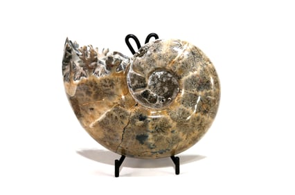 Sutured End Chambered Ammonite Fossil