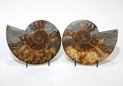 Large Split Ammonite Fossil Pair