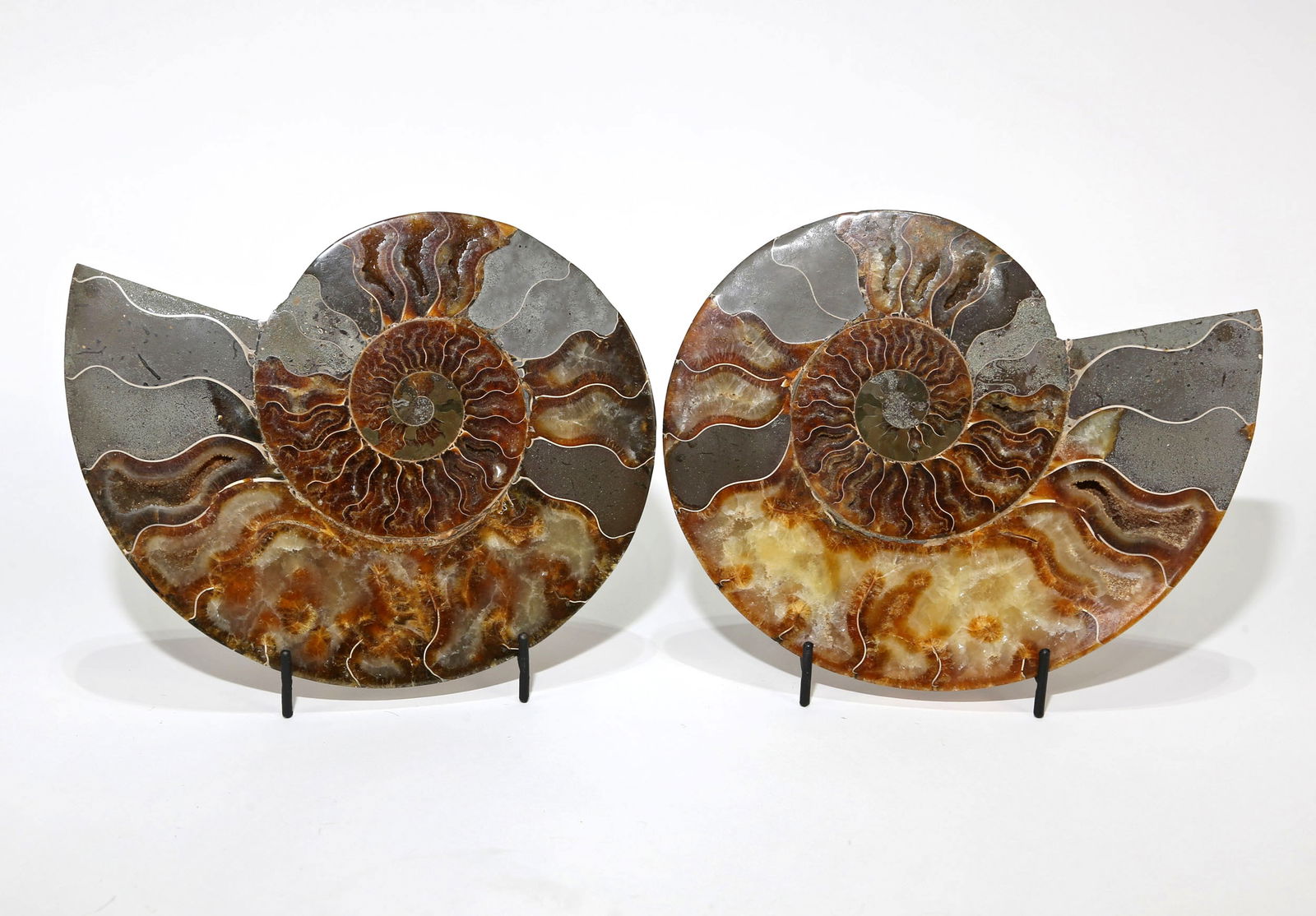 Large Split Ammonite Fossil Pair (1 of 1)