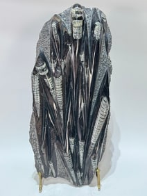 Large Orthoceras Fossil Plate