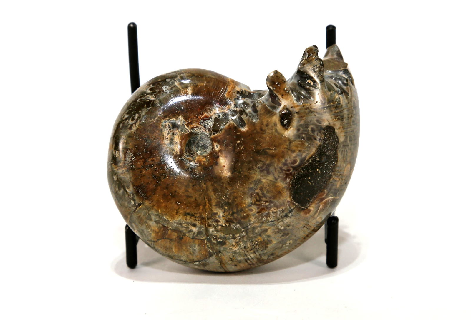 Sutured End Chambered Ammonite Fossil: Beautiful sutured end chambered ammonite fossil from Madagascar. 2.5" x 3" x 1.5". 276 grams.