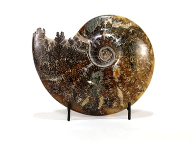 End Chambered Ammonite Fossil