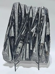 Large Orthoceras Fossil Plate