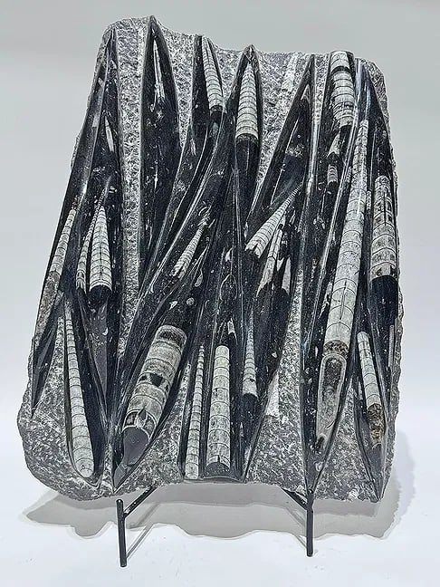 Large Orthoceras Fossil Plate: Large orthoceras fossil plate from Morocco. 14? x 11? x 2”. 15 pounds, 1 ounce.