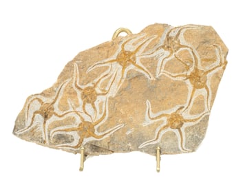 Moroccan Jurassic Multiple Starfish Fossil