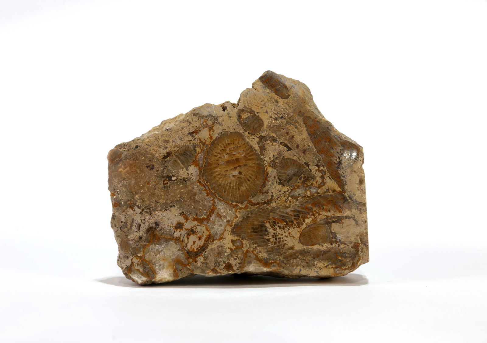 Polished Horn Coral Fossil: Polished Horn Coral fossil. Pennsylvanian Age. 4" x 5" x 2". 2 pounds.