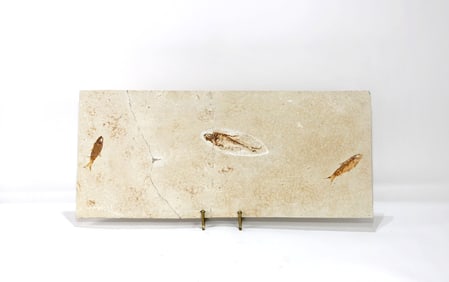 Huge Green River Fish Fossil - Repaired