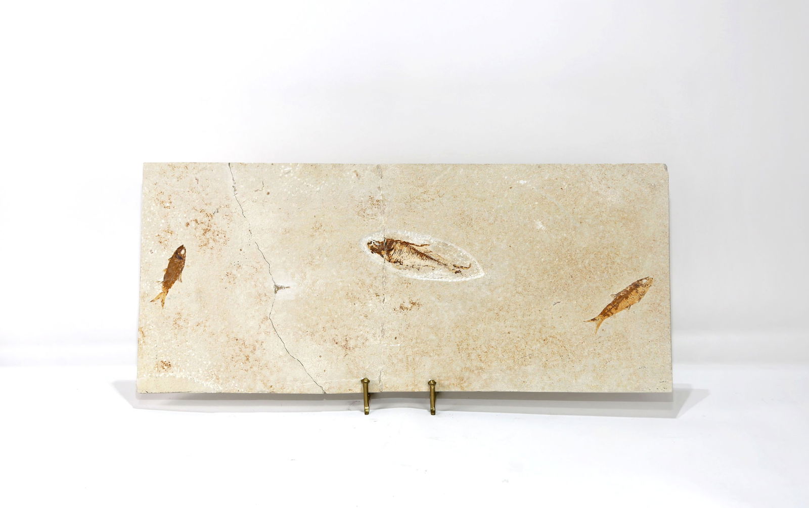 Huge Green River Fish Fossil - Repaired: Huge, three fish fossil from the Green River. Fossil has been repaired. 11.5" x 26.5" x .5". 12 pounds, 9 ounces.