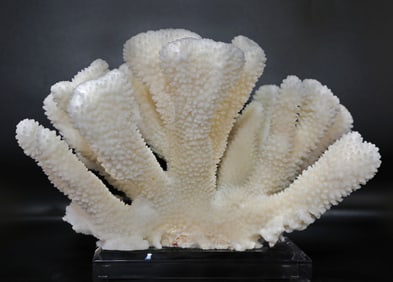 White Cauliflower Coral Formation on Acrylic Stand