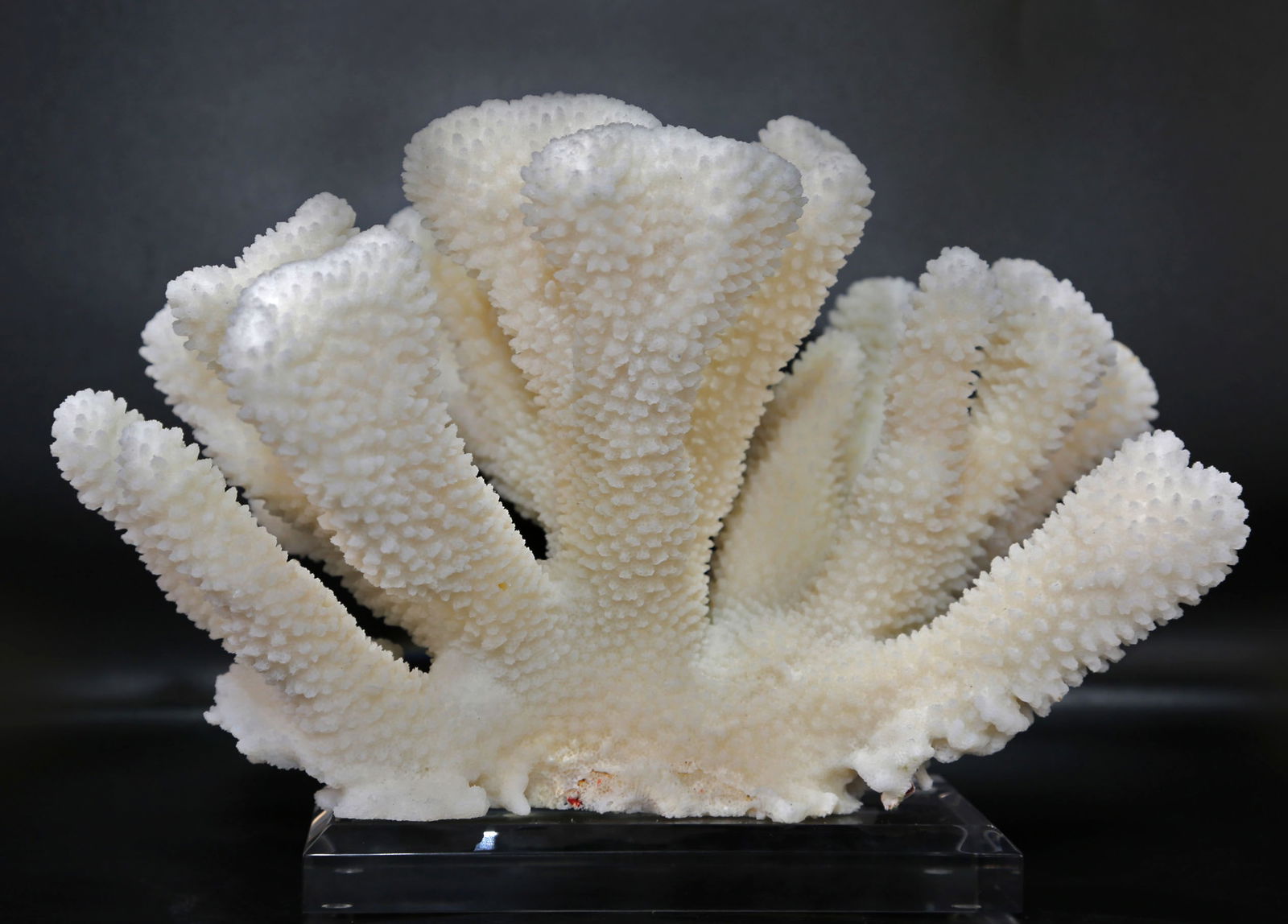 White Cauliflower Coral Formation on Acrylic Stand: White cauliflower coral formation from the Philippines on custom acrylic stand. 7” x 10” x 7”. 4 pounds, 5 ounces.
