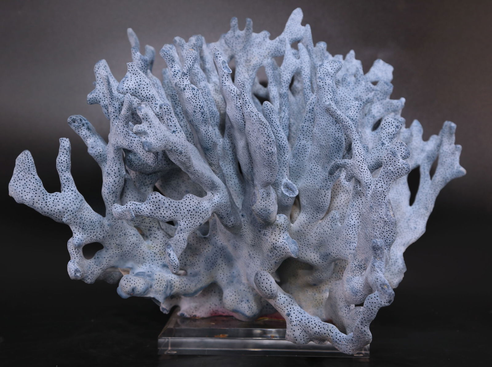 Blue Coral Formation on Acrylic Stand: Blue coral formation from the Philippines on custom acrylic stand. 9.5” x 12” x 10.5”. 7 pounds, 10 ounces.