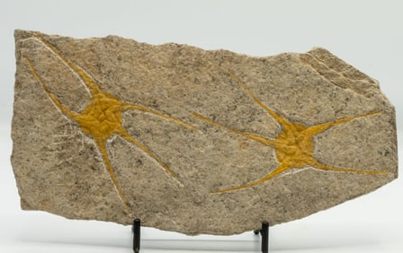 Two Starfish Fossil