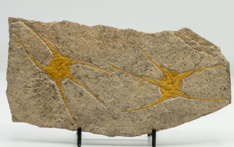 Two Starfish Fossil (1 of 1)