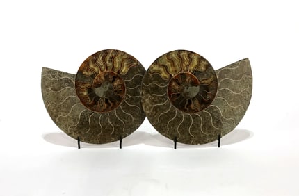 Large Split Ammonite Fossil Pair