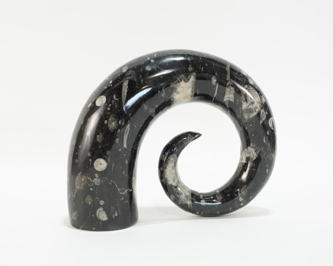 Carved Moroccan Orthoceras Fossil Horn: Carved orthoceras fossil horn from Morocco. 8” x 9” x 3". 8 pounds, 1 ounce.