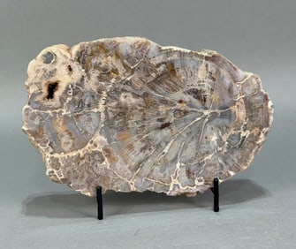 Polished Petrified Wood Slab