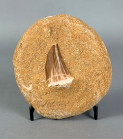 Mosasaur Tooth Fossil in Matrix