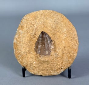 Mosasaur Tooth Fossil in Matrix