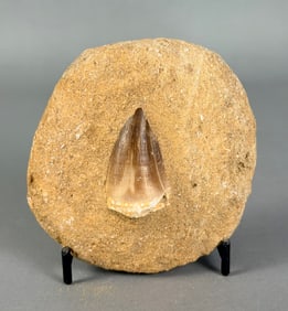 Mosasaur Tooth Fossil in Matrix