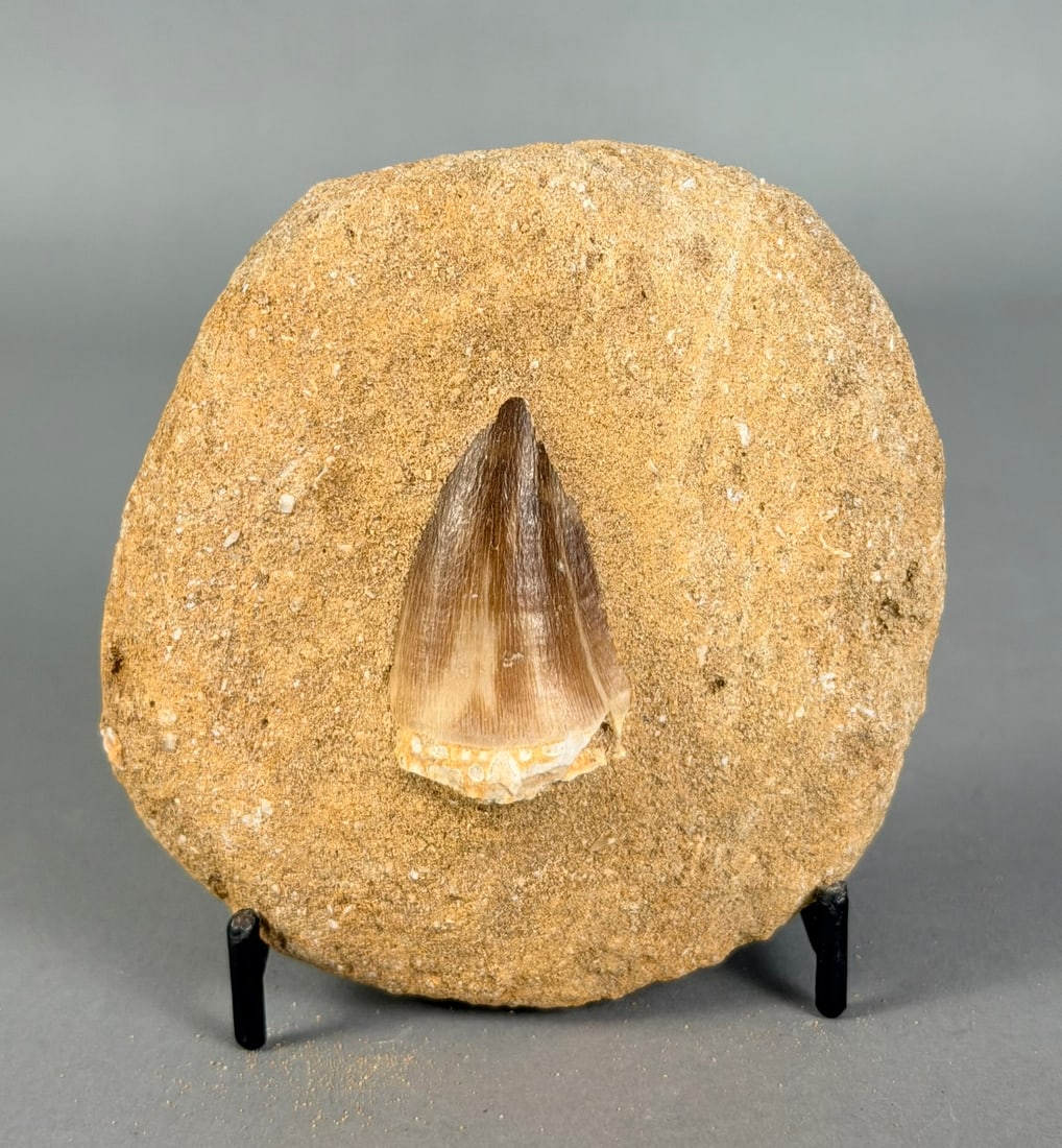 Mosasaur Tooth Fossil in Matrix: Mosasaur tooth fossil in matrix from Morocco. 3.5” x 3.5" x 1.75". 316 grams.