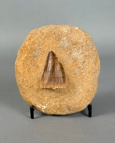Mosasaur Tooth Fossil in Matrix