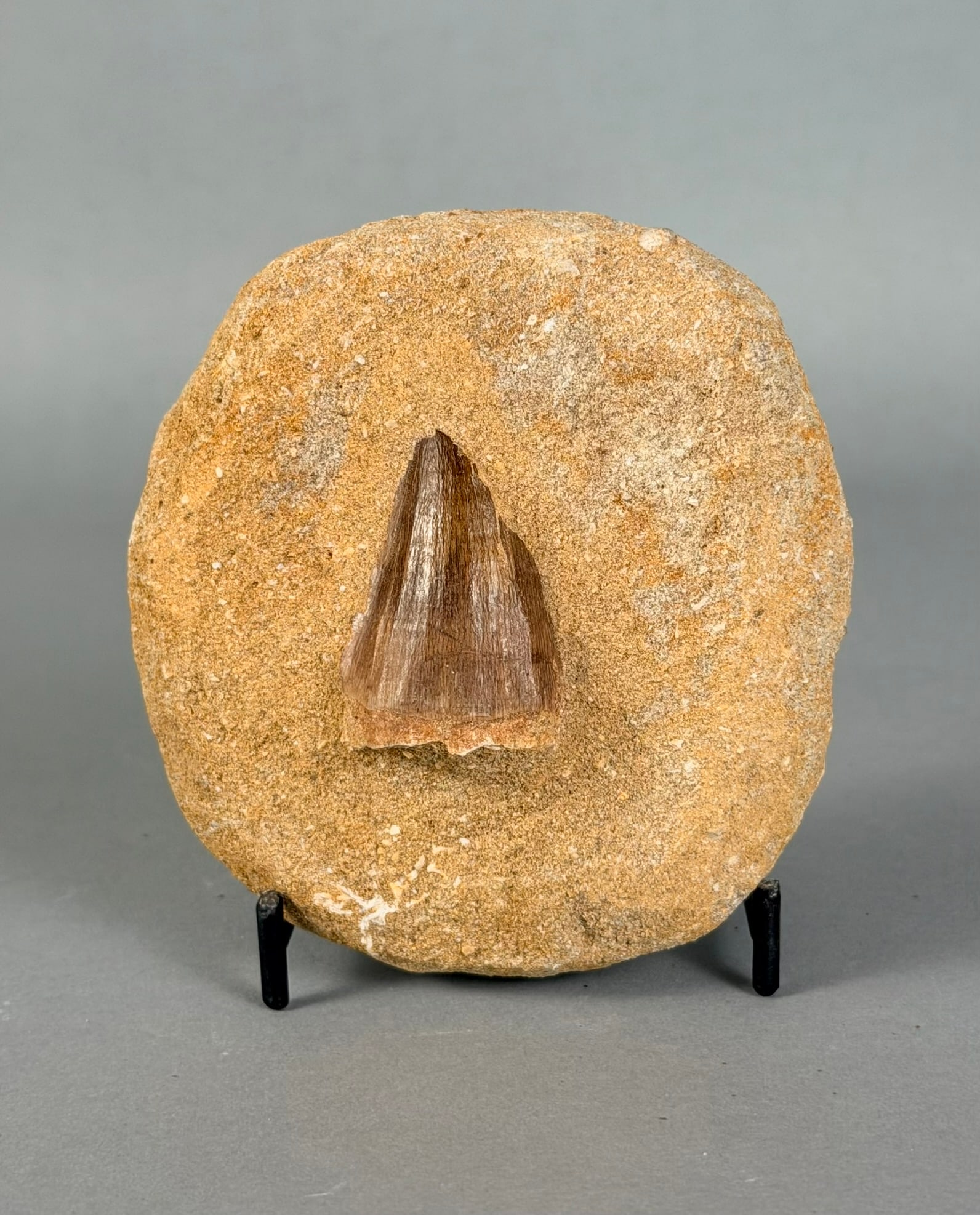 Mosasaur Tooth Fossil in Matrix: Mosasaur tooth fossil in matrix from Morocco. 4” x 3.5" x 1.75". 358 grams.