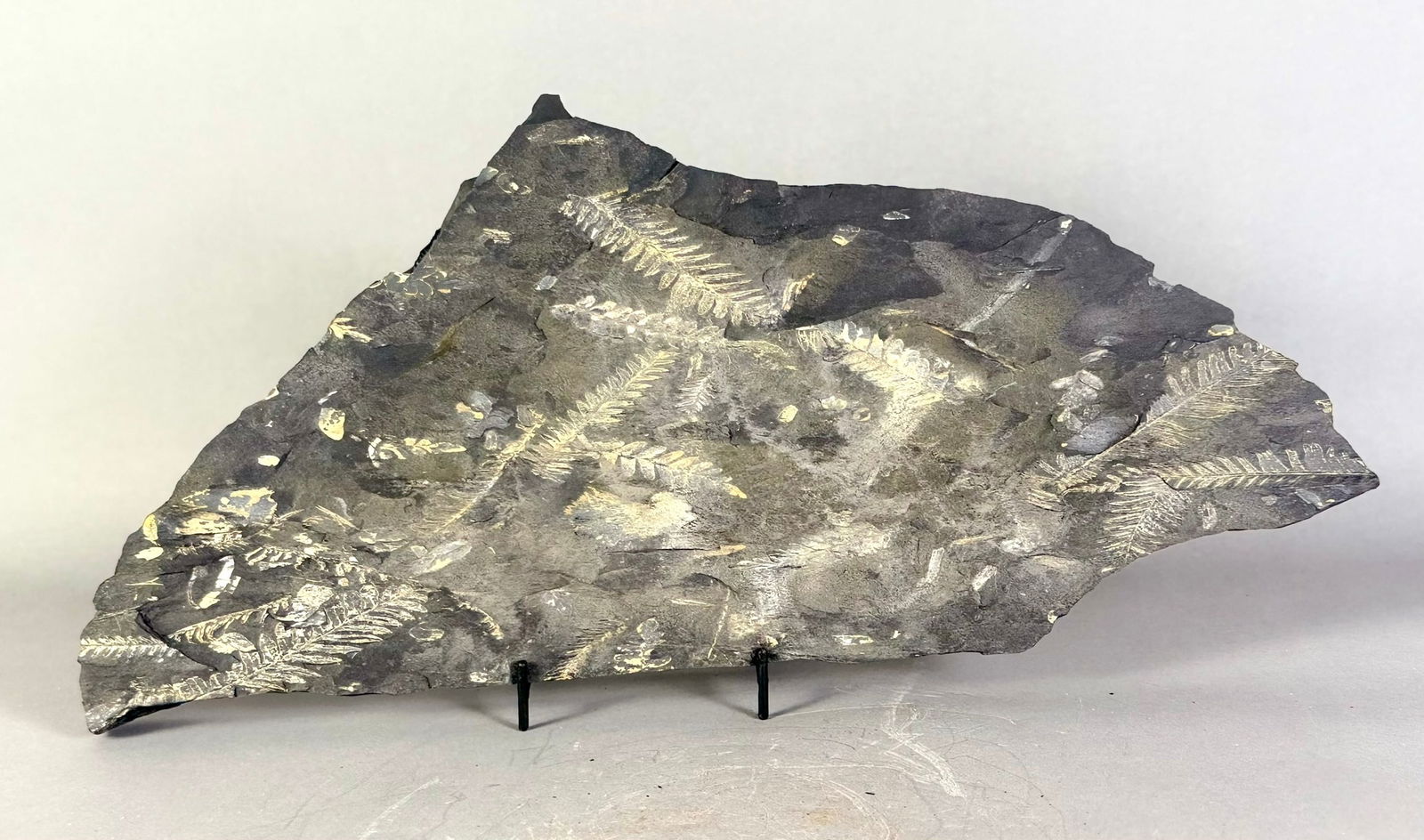 Seed Fern Leaf Fossil: Seed fern leaf fossil. 8” x 16.5” x 1.25”. 9 pounds, 4 ounces.