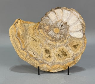 Unpolished Texas Ammonite Fossil