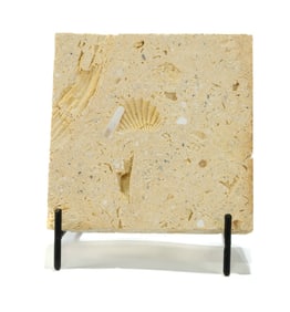 Trigonia Clam and Rudist Fossil from Austin