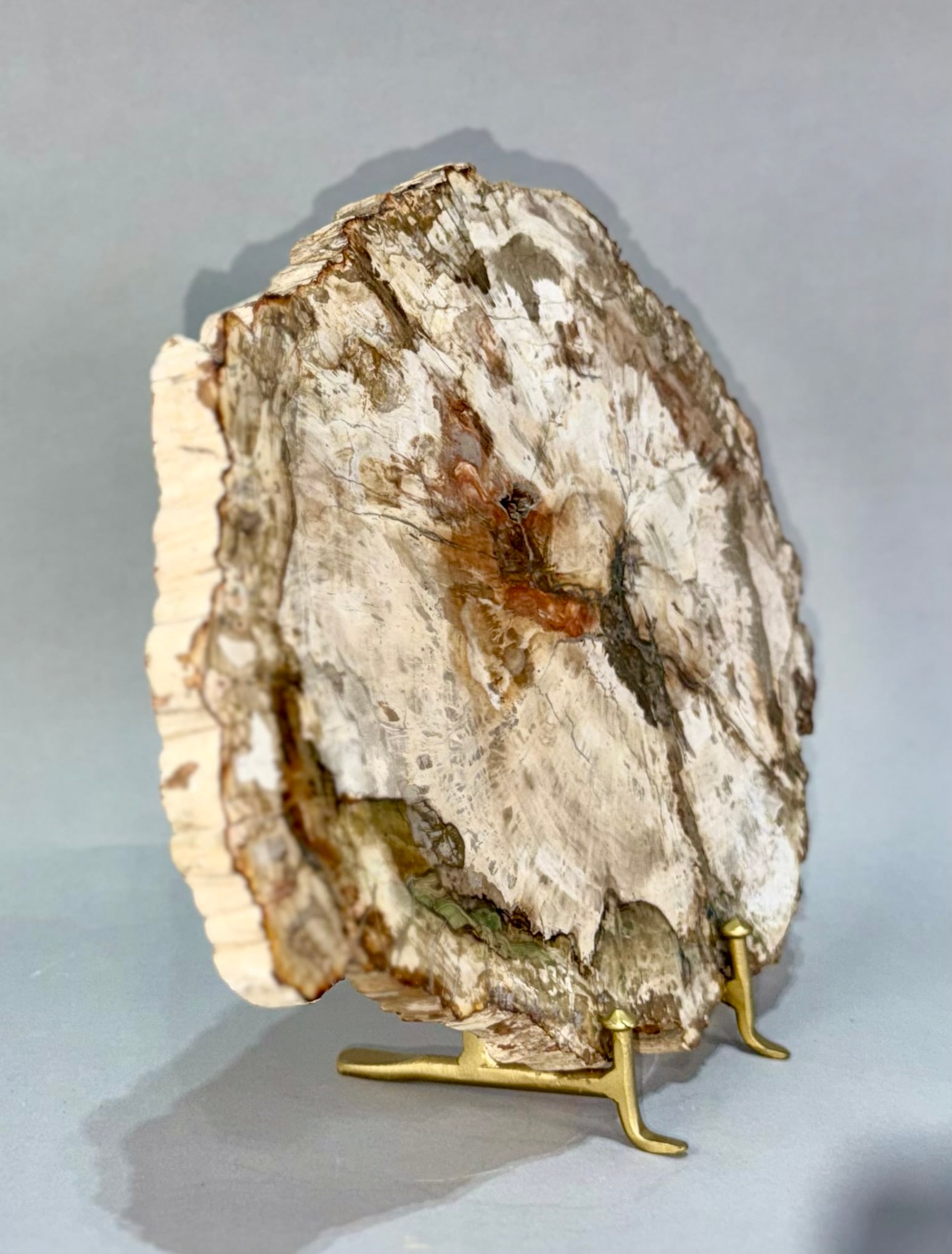 Petrified Wood Slice - 2