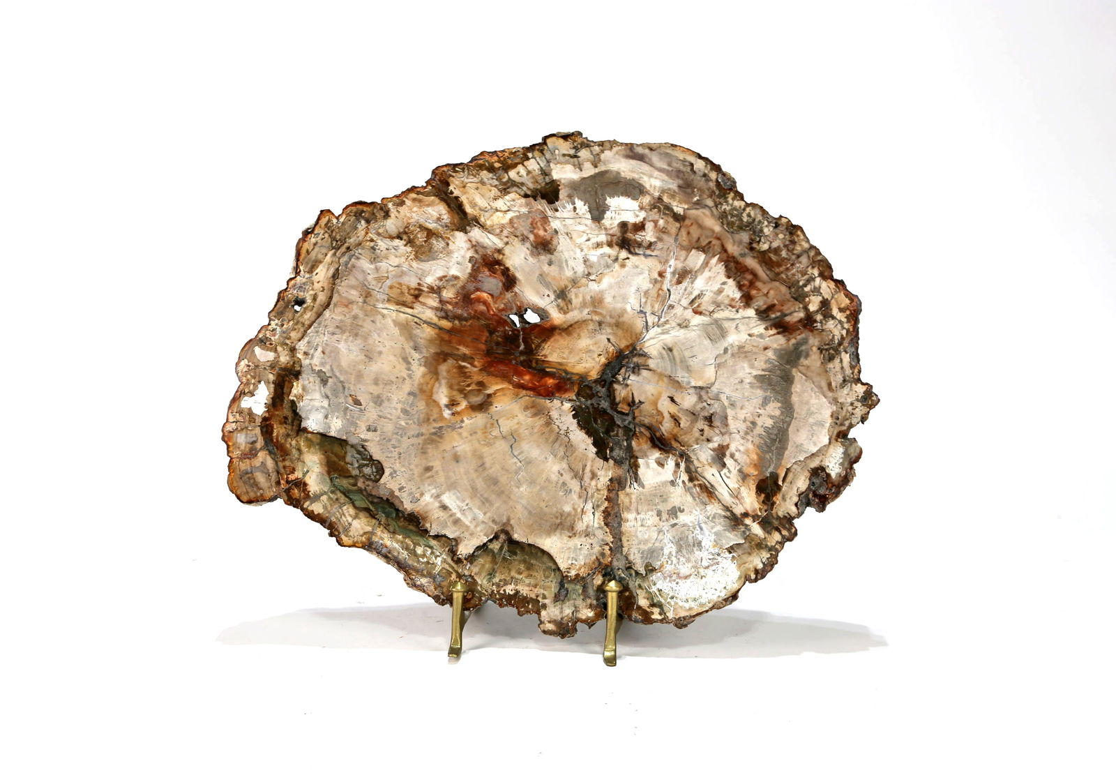 Petrified Wood Slice - 3