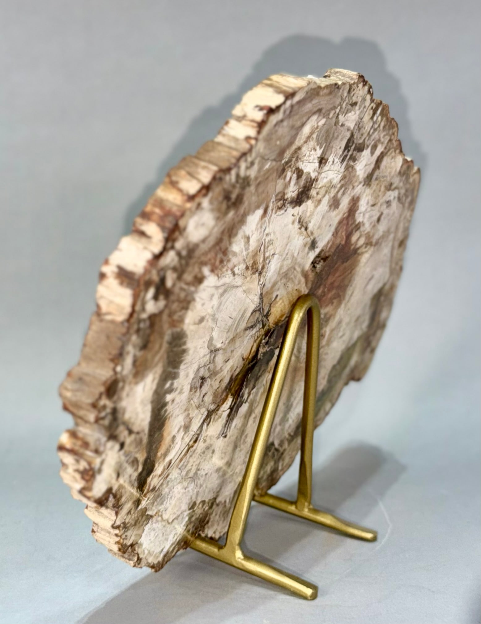 Petrified Wood Slice - 4