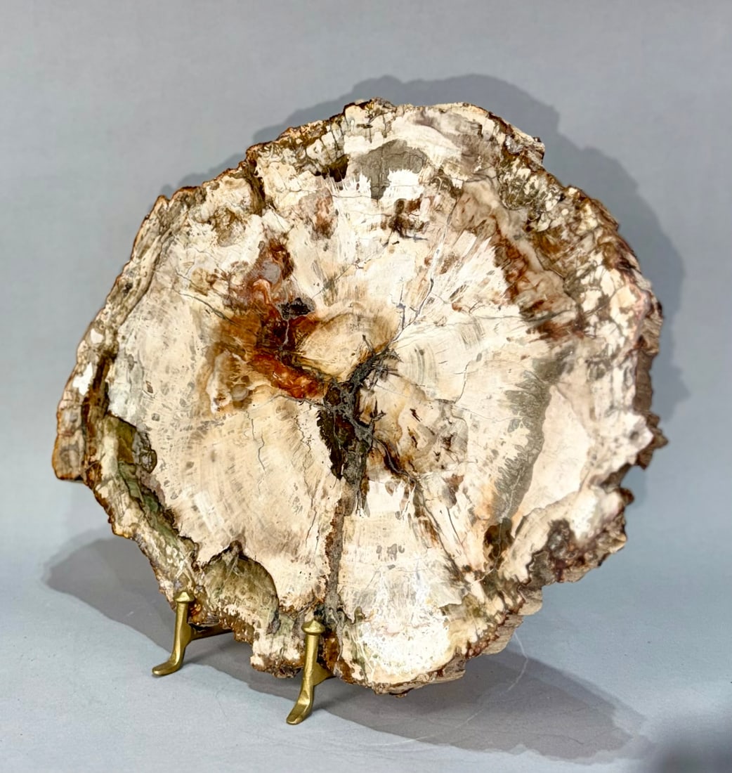 Petrified Wood Slice - 5