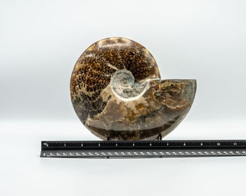 Polished Ammonite Fossil