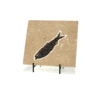 Green River Fish Fossil Plate