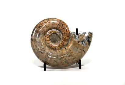 Sutured End Chambered Ammonite Fossil