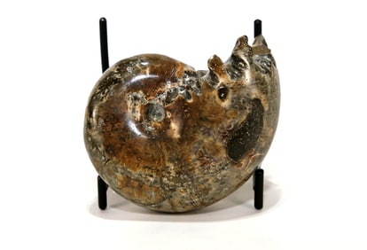 Sutured End Chambered Ammonite Fossil