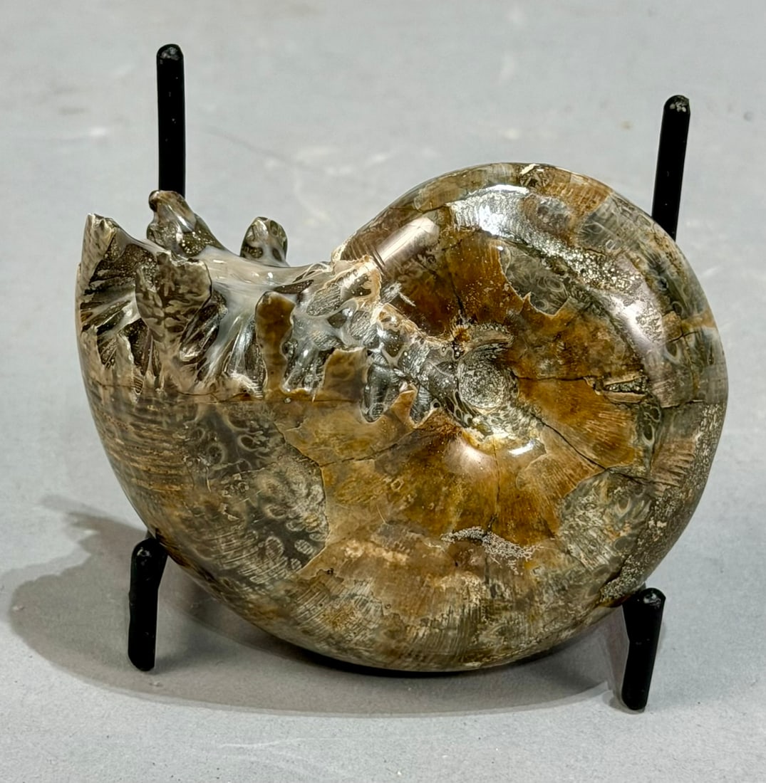 Sutured End Chambered Ammonite Fossil: Beautiful sutured end chambered ammonite fossil from Madagascar. 2.5" x 3" x 1.5". 276 grams.