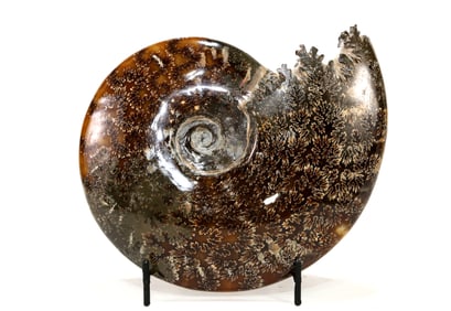 End Chambered Ammonite Fossil