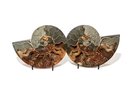 Split Ammonite Fossil Pair