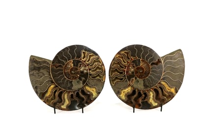 Large Split Ammonite Fossil Pair