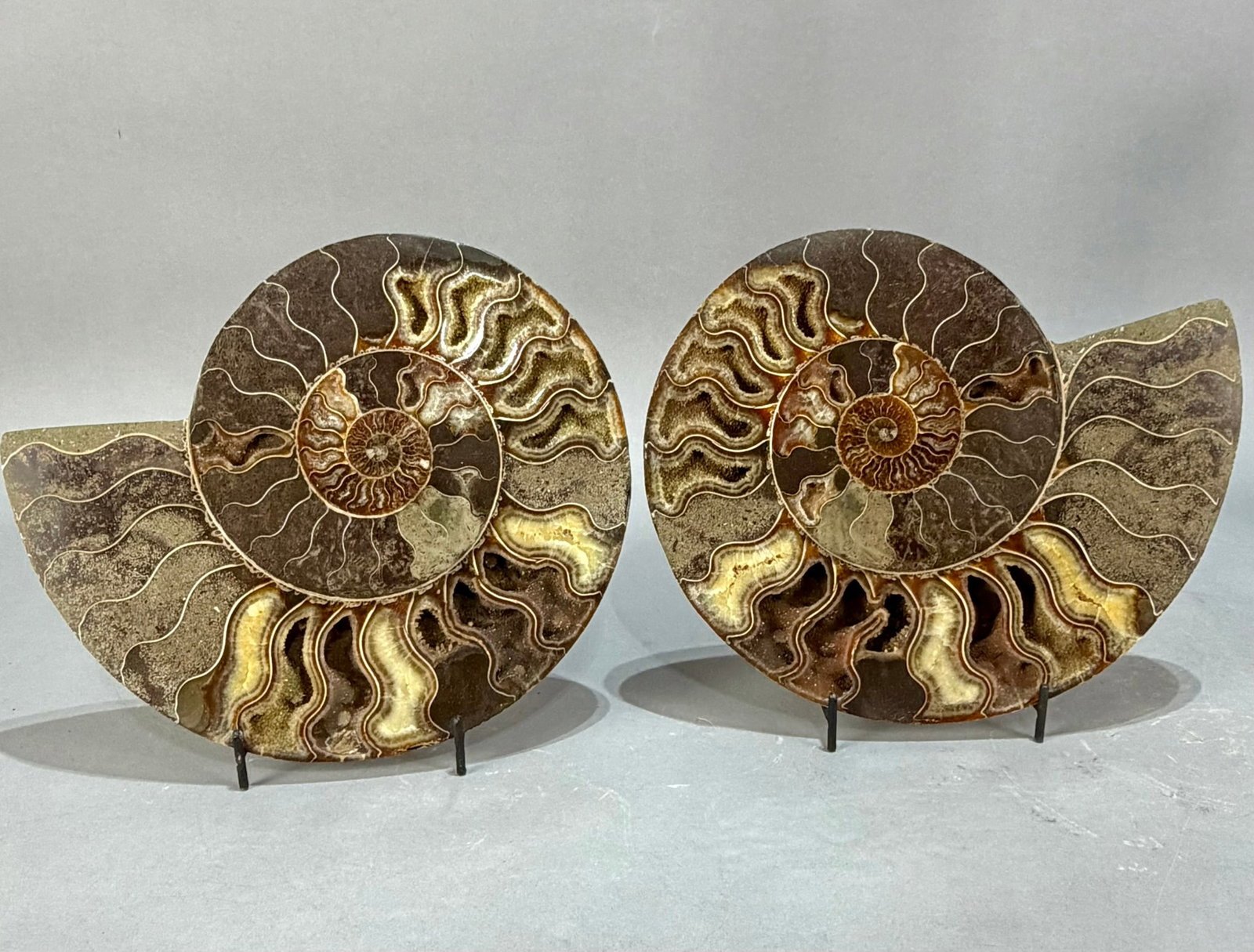 Large Split Ammonite Fossil Pair (1 of 1)