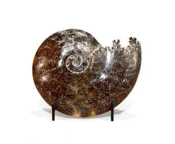 End Chambered Ammonite Fossil