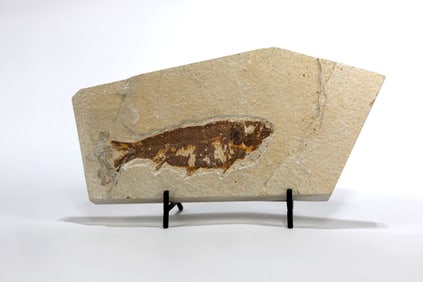 Green River Fish Fossil